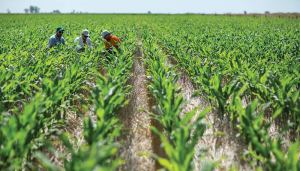 Campos en abandono: productores guariqueños continúan solicitando financiamiento y precio justo del arroz