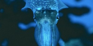 VIDEO del calamar gigante en acción: no es el “kraken” de la ciencia ficción pero se le parece
