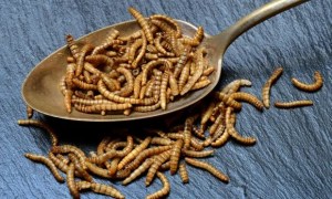 Viscosos pero sabrosos: Lo que reveló la ciencia de alimentarse con insectos