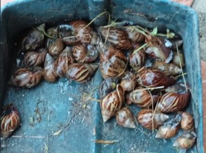 Plaga de caracoles africanos invade el sector tachirense de Vega de Aza (VIDEO)