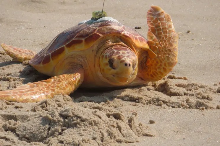 La tortuga más fuerte del mundo: Fue atacada por un tiburón en Nueva Jersey y dos pescadores la rescataron