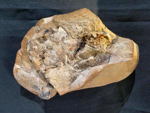 Hallan en Australia el corazón fósil más antiguo: 380 millones de años