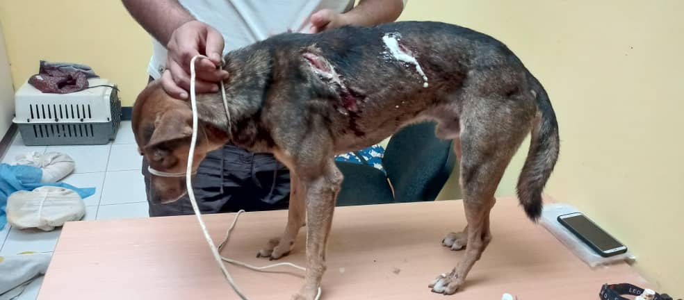 Detienen a dos individuos por lesionar a un perro con un tubo y un machete en Bolívar