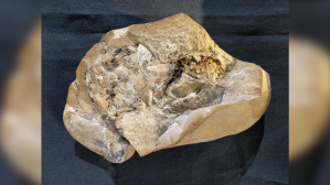 Descubren un corazón de 380 millones de años, el más antiguo jamás encontrado
