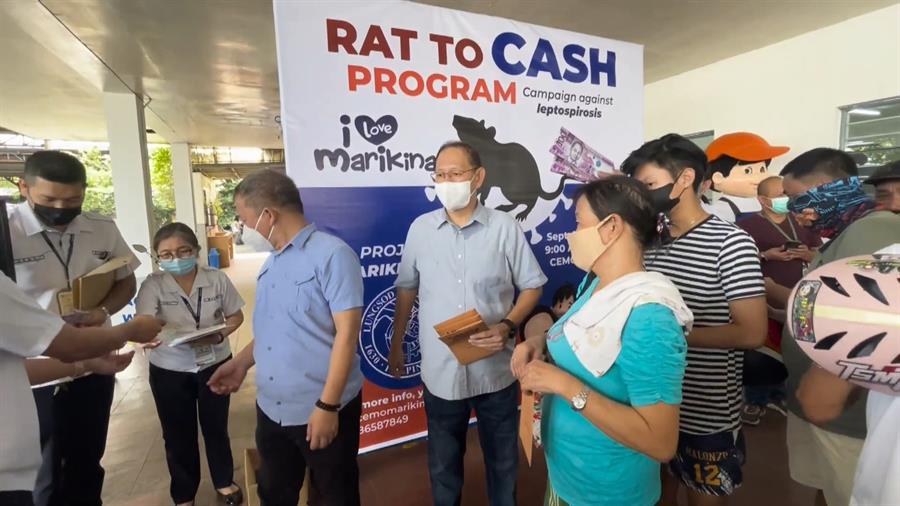 Cazar ratas por tres euros: así frenan la leptospirosis en Filipinas