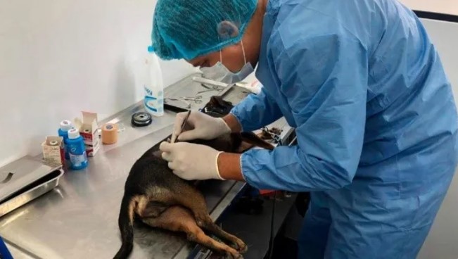 VIRAL: abuela adoptó un perro, lo llevó al veterinario y le dieron una espeluznante noticia