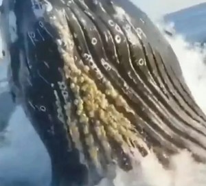 Una ballena jorobada sorprendió a unos pescadores en Nueva Jersey