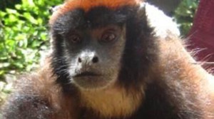 Descubren una nueva especie de mono en la selva Amazónica (FOTOS)