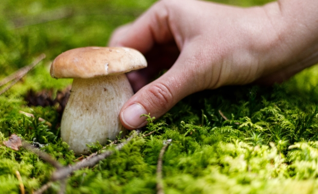 VIRAL: Se drogó con hongos, secuestró a un enano pensando que era un duende y lo escondió en el armario