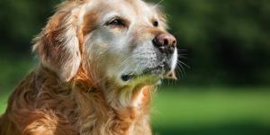 Demencia en los perros: así podrás evitar que tu fiel compañero sufra este trastorno