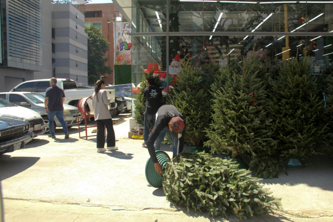 Estos son los arbolitos más buscados para Navidad en el este de Caracas