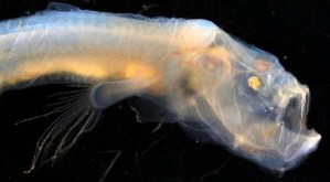 Encontraron cientos de criaturas extrañas en el fondo del océano (FOTOS)