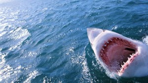 “Mucha sangre en el agua”: Enorme y agresivo tiburón devoró a mujer en Hawái