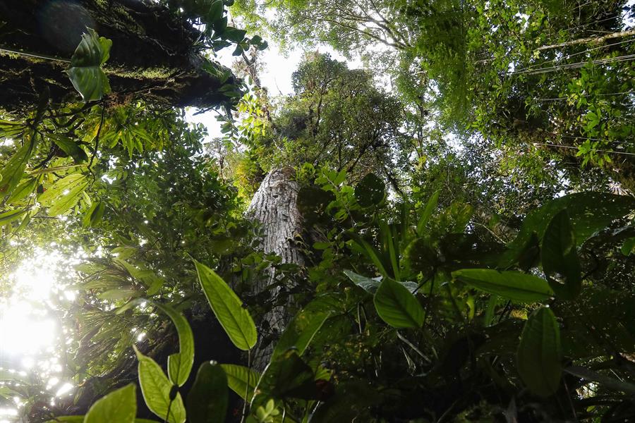 La Cumbre sobre Biodiversidad logra un acuerdo para proteger un 30 % del planeta en 2030