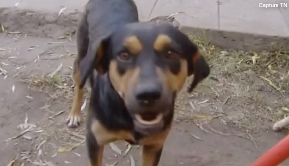 “Con manotazos y lamidas me despertó”: Perro héroe salva a su amo y al gatito de su casa en pleno incendio