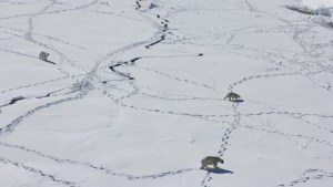Osos polares modificaron su comportamiento en Groenlandia debido al cambio climático