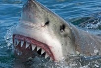 Brutal ataque de un tiburón a un buzo: le arrancó la cabeza y los hombros