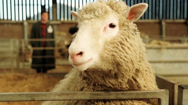 A 20 años de la muerte de la oveja Dolly: el homenaje oculto a una cantante y las controversias de un final prematuro