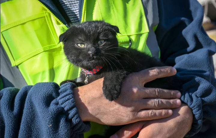 Rescataron a una gata que estaba bajo los escobros durante 178 horas en Turquía (Video)