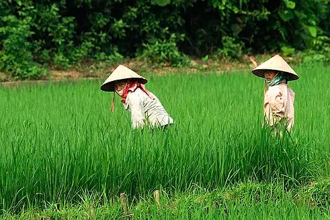 Encuentran en Tíbet arroz de variedad indica de 1.300 años de antigüedad