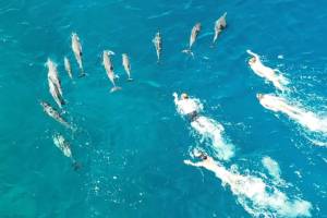 “Persecución agresiva”: Más de 30 nadadores acosaron a delfines en Hawái y recibieron su castigo