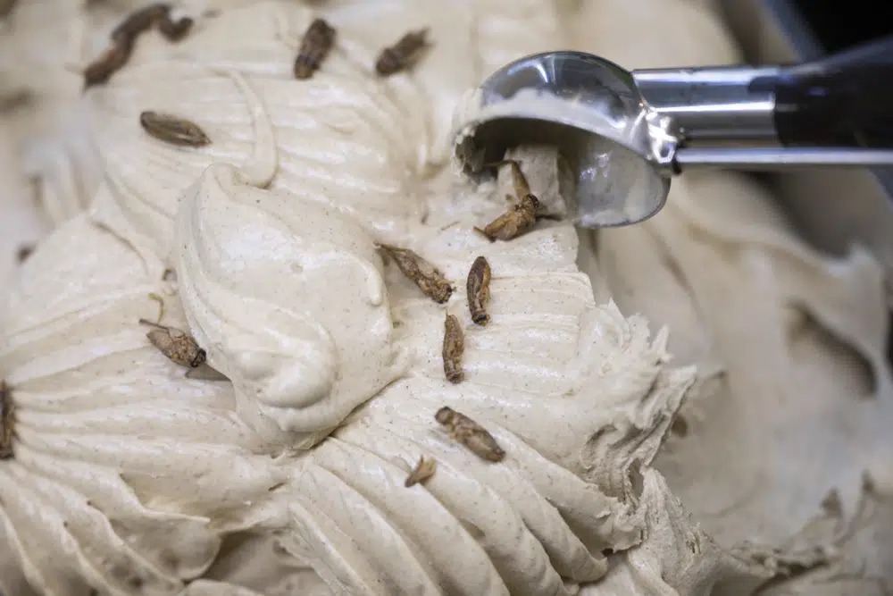 Heladería ofrece sabor novedoso: insectos con topping de grillos secos