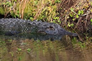 Ataque salvaje: Hombre perdió la pierna tras la furiosa embestida de un caimán en Florida