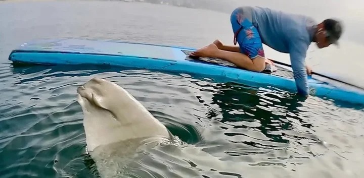 VIDEO: la criatura gigante nunca antes vista que sorprendió a dos surfistas