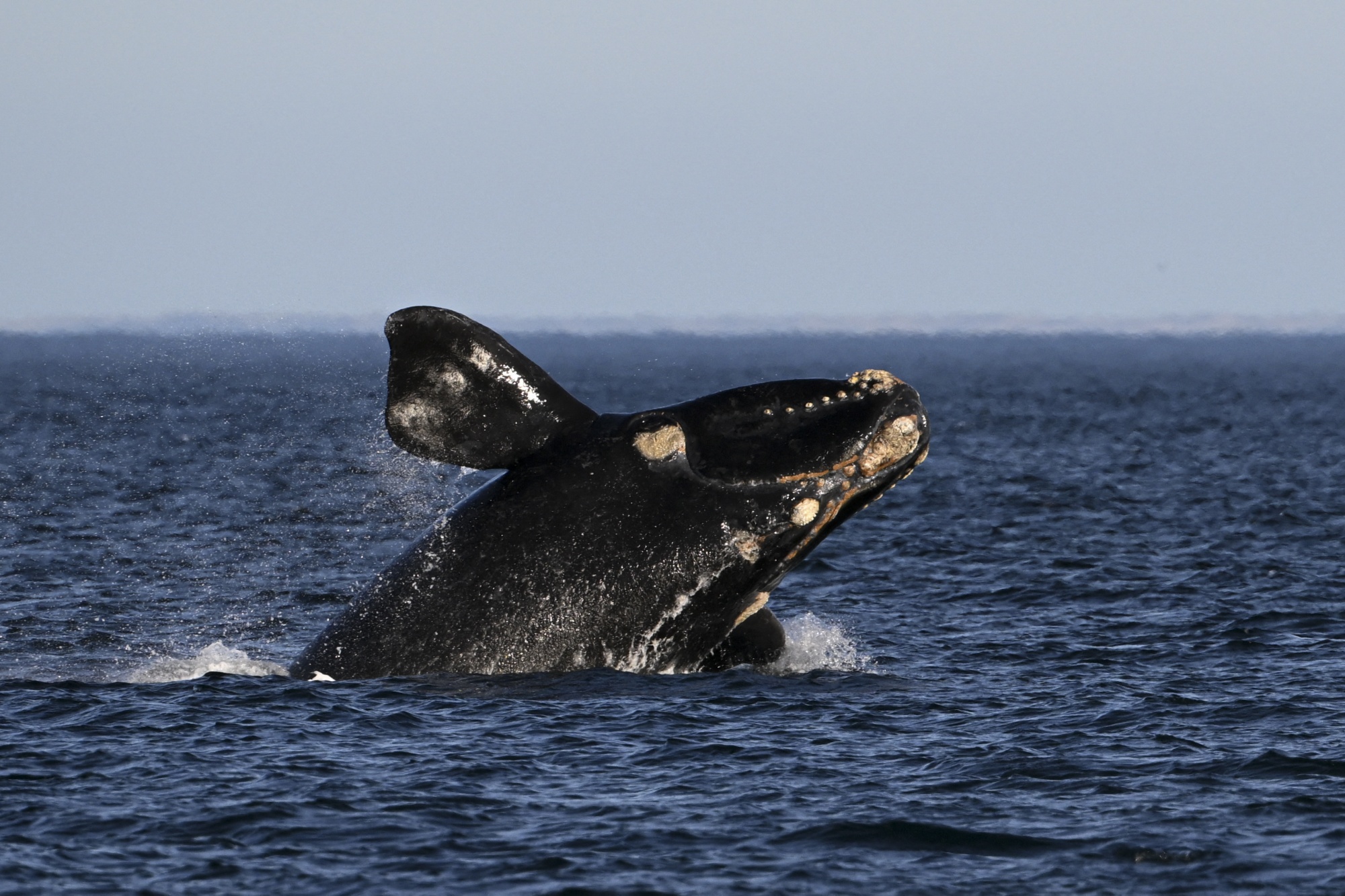 La solución para combatir el calentamiento global pasa por… ¿el pupú de ballenas?