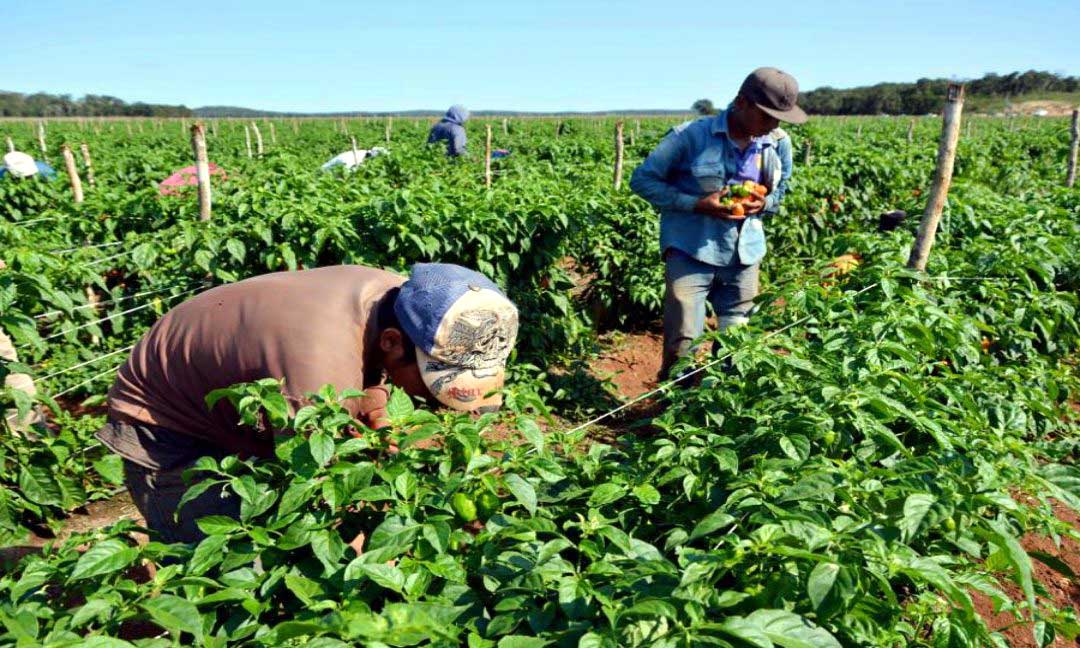 Impulsar la agricultura familiar proponen agrónomos venezolanos