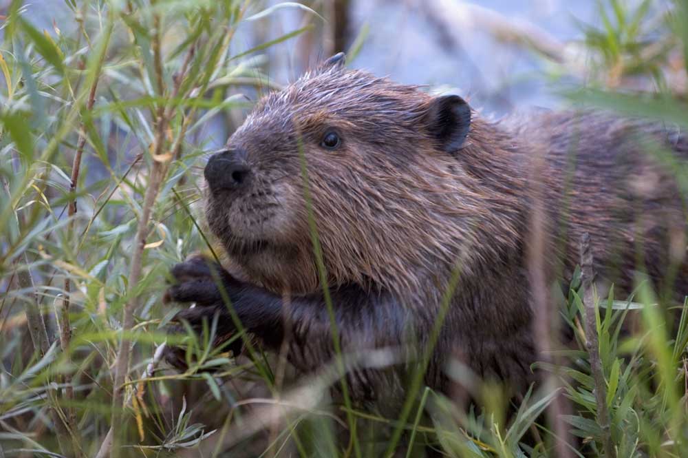 El castor, el pequeño y entrañable animal que arrasa bosques patagónicos al sur de Chile