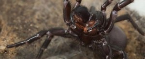 La araña más letal del planeta es capaz de modificar su veneno según su estado de ánimo