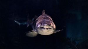 “Tiburones cocaína”: la conexión inquietante entre narcotráfico y vida marina en Florida