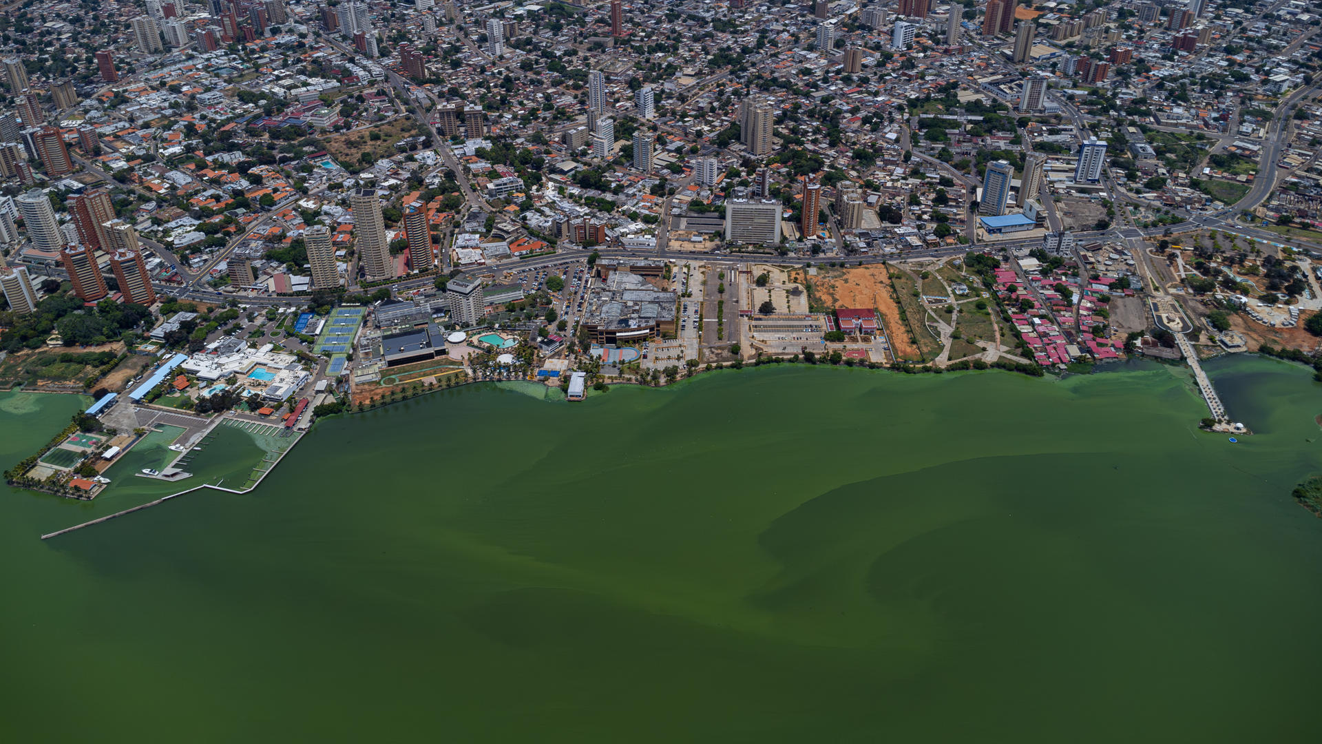 La contaminación pinta de verde el principal lago de Venezuela (Fotos)