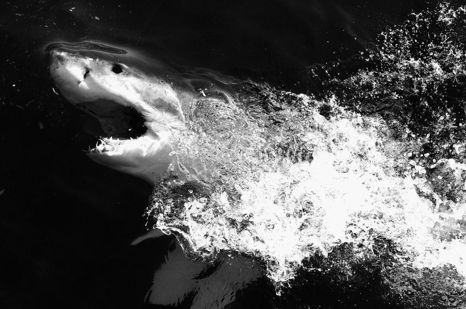 Surfeaba en una isla de Nueva York cuando sintió los enormes dientes de un despiadado tiburón