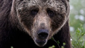 Ataque salvaje en Yellowstone: Se encontró con un oso grizzly que la devoró
