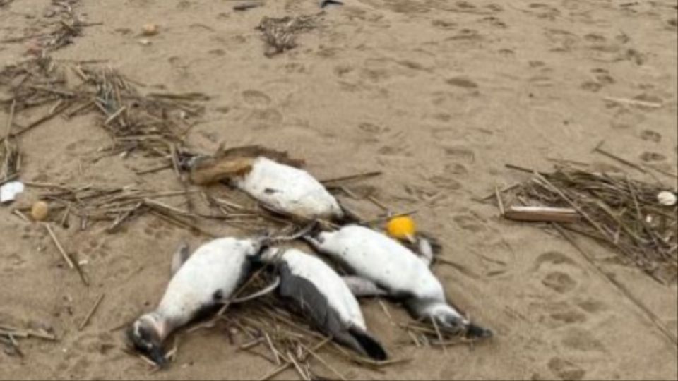 Alerta en Uruguay: más de dos mil pingüinos aparecen muertos en la playa sin explicación