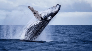 Momento único: así una ballena jorobada amamanta a su cría en las aguas azules del Pacífico