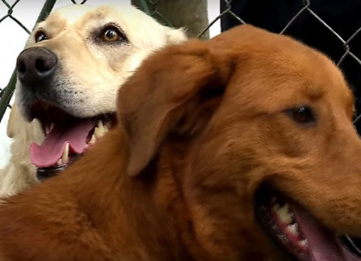 “Ellos nos necesitan”: activista se creó una cuenta en OnlyFans para ayudar a perritos callejeros