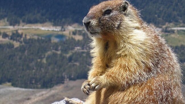 Mongolia notifica un caso mortal de peste bubónica por comer carne de marmota