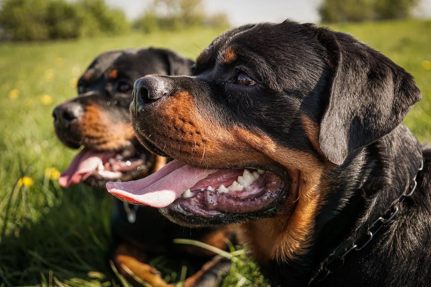 Mujer murió tras ser atacada por dos rottweiler cuando intentaba acariciarlos