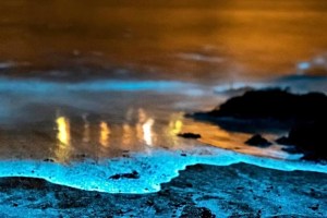 El increíble fenómeno que se observa en una laguna de Florida, donde las luces de neón son protagonistas (VIDEO)