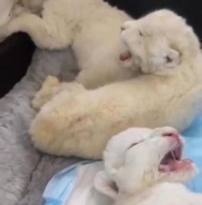 ¡Sorpresa! Un tercer león blanco nació en el zoológico de Maracay (VIDEO)