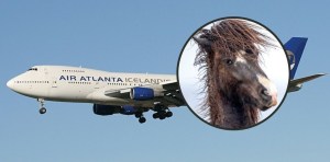 Caballo escapó de su corral en pleno vuelo y el avión tuvo que aterrizar de emergencia en Nueva York