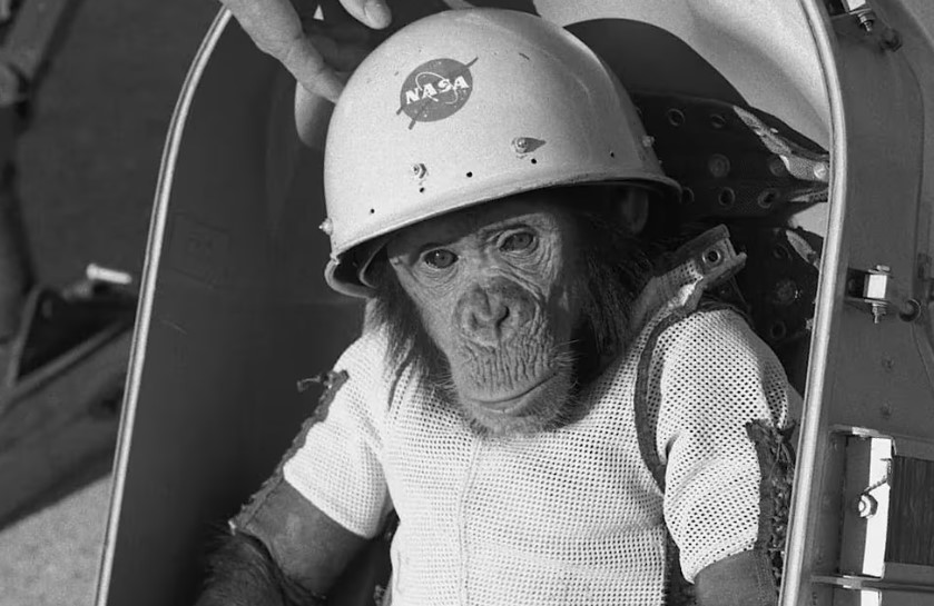 La increíble historia de Ham, el primer chimpancé entrenado para operar los comandos de una nave espacial