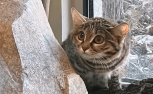 El gato más peligroso del mundo parece un adorable atigrado pero es una máquina de matar