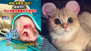 Polémica moda en China: operación a mascotas para dejarlas con orejas de Mickey Mouse