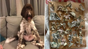 Perro se comió miles de dólares y dejó en shock a sus dueños (FOTO)