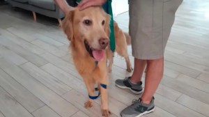 El ingenioso rescate de un perro abandonado hace tres meses en un departamento: cómo le salvaron la vida