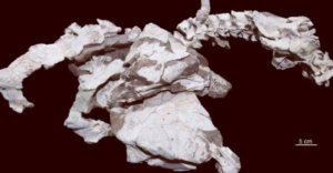 Paleontólogos descubren una nueva especie de anquilosaurio en el centro de China